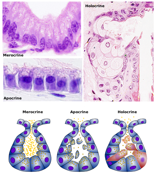 Animal Tissues Epithelial Tissue Glands Atlas Of Plant And Animal Histology