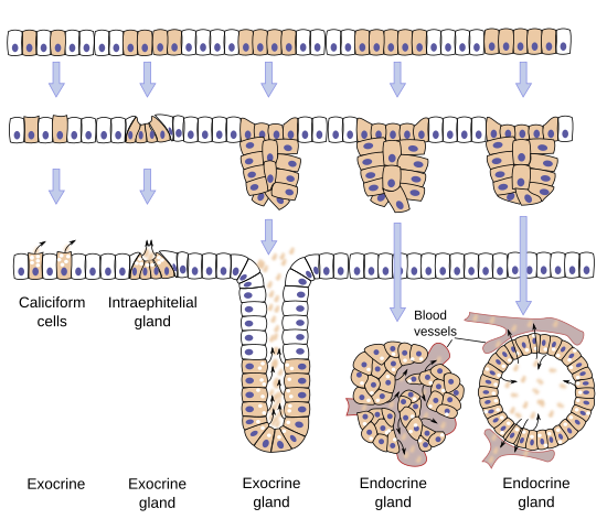 glandular epithelium tissue