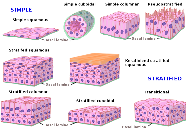 transitional epithelial tissue diagram