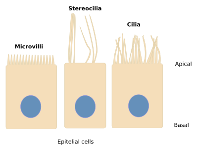 Animal Tissues Epithelial Tissue Atlas Of Plant And Animal Histology