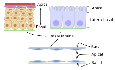 apical and basal surfaces