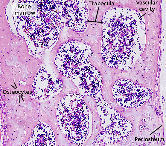 intramembranous ossification histology