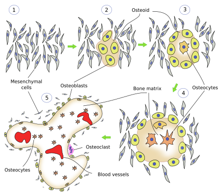 intramembranous ossification histology