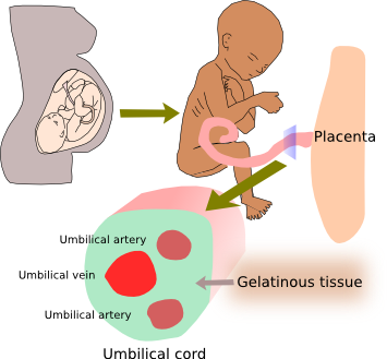 Animal tissues. Connective tissue proper: gelatinous. Atlas of Plant ...