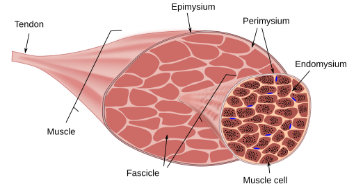 skeletal muscle cell diagram