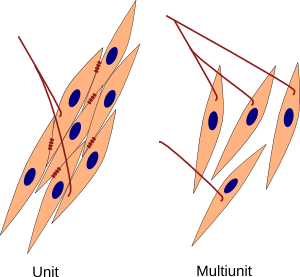 cardiac muscle cell shape