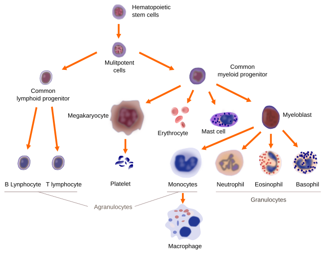 Glossary. Atlas of Plant and Animal Hystology