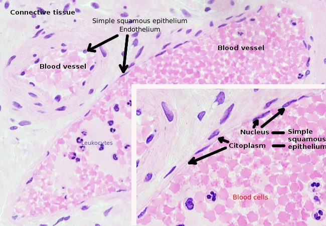 Endothelium