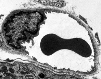 endothelium of capillaries