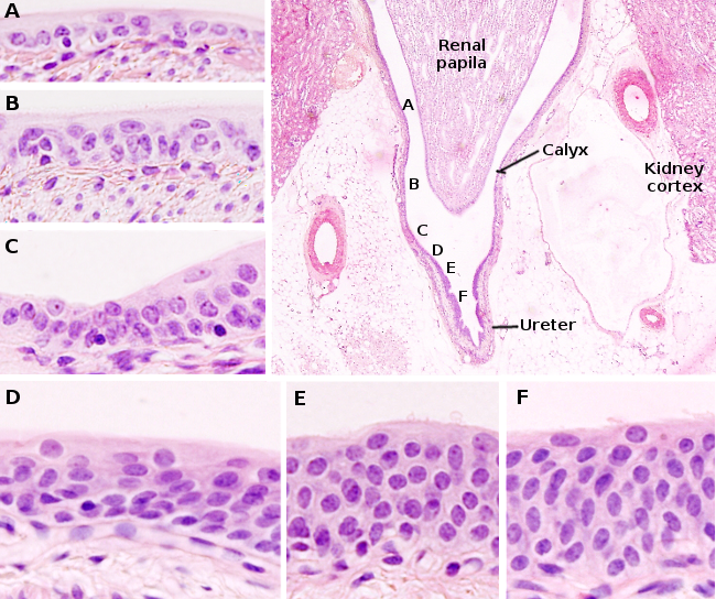 transitional epithelial tissue diagram