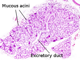 excretory duct of parotid