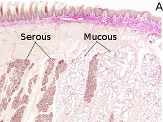 Sublingual salivary gland.