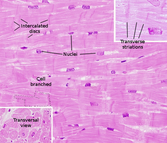 gap junction in cardiac muscle