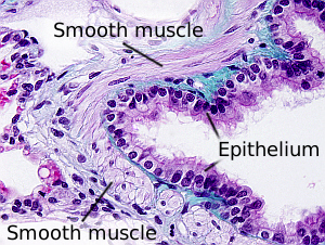 Smooth muscle