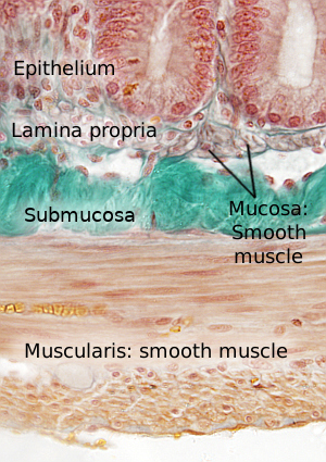 Smooth muscle