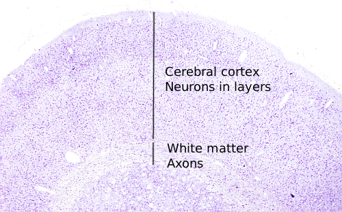 cerebral cortex histology layers