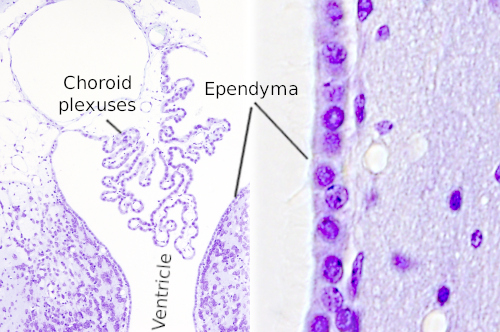 Ependymal Cells Histology