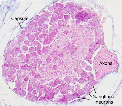 Animal Tissues. Nervous: ganglia. Atlas of Plant and Animal Histology.