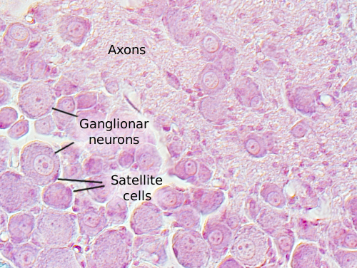 Animal Tissues. Nervous: ganglia. Atlas of Plant and Animal Histology.