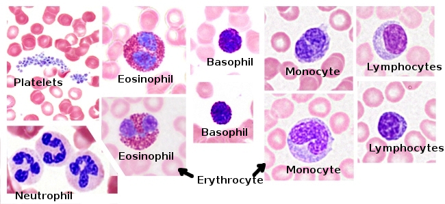 atlas of white blood cells