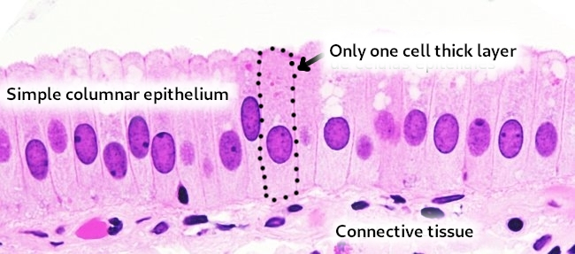 Quizzes. Animal tissues. Epithelium. Atlas of Plant and Animal Histology.