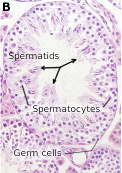 Animal organs. Quizzes. Reproductive. Atlas of plant and animal histology.