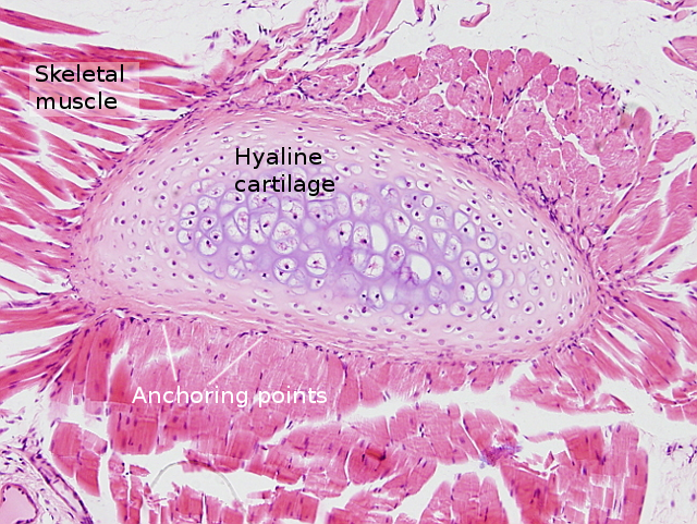 animal muscle tissue