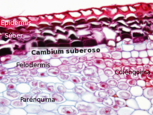 Meristemo cambium suberoso