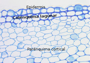 Colénquima lagunar