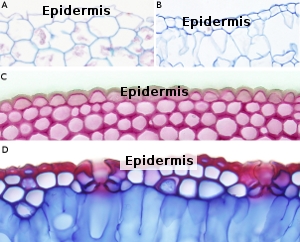 Epidermis