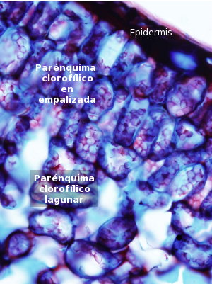 Parénquima clorofílico