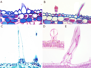 Tricomas