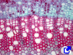 Vascular cambium. Secondary meristem.