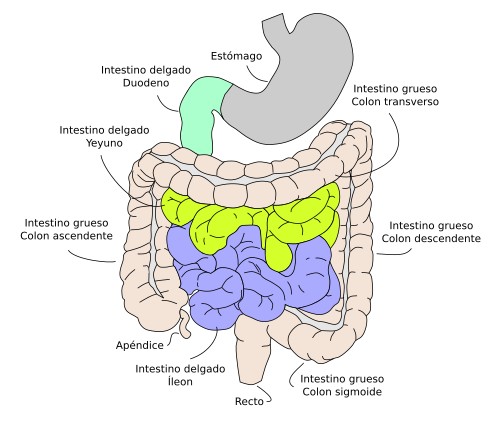 Partes del intestino