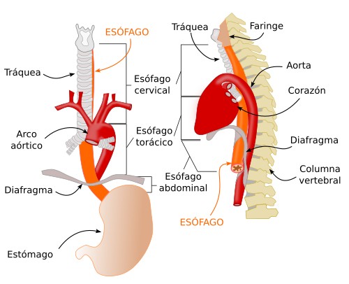 Esófago