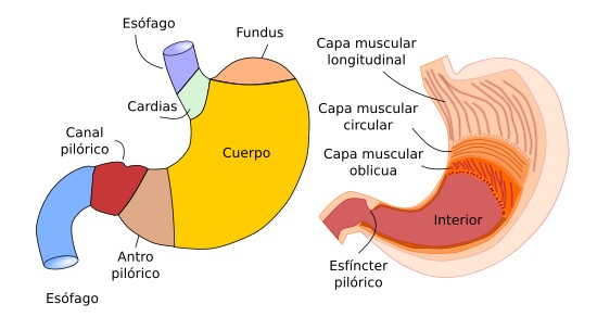 Partes del estómago