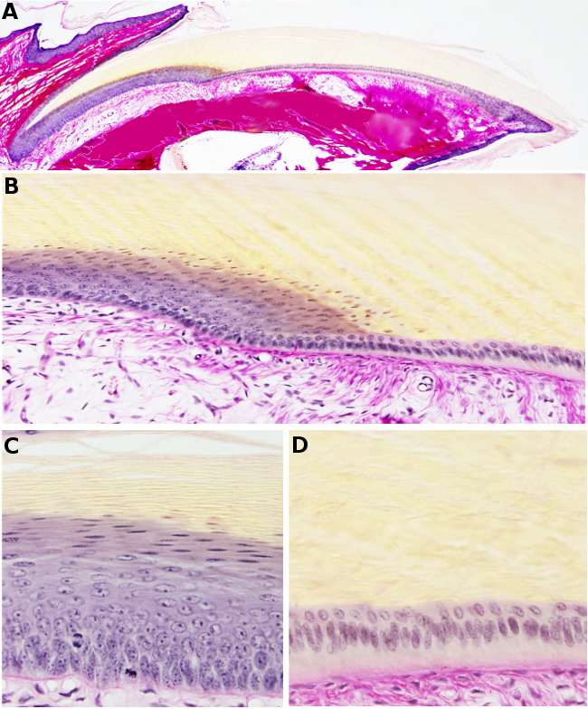 nail histology