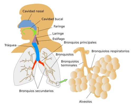 Resultado de imagen para HISTOLOGIA APARATO RESPIRATORIO