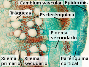 Tallo secundario de dicotiledónea