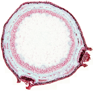 Tallo secundario de Gimnosperma