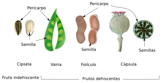 Fruto y semillas de caoba; son evidentes los segmentos de la cápsula