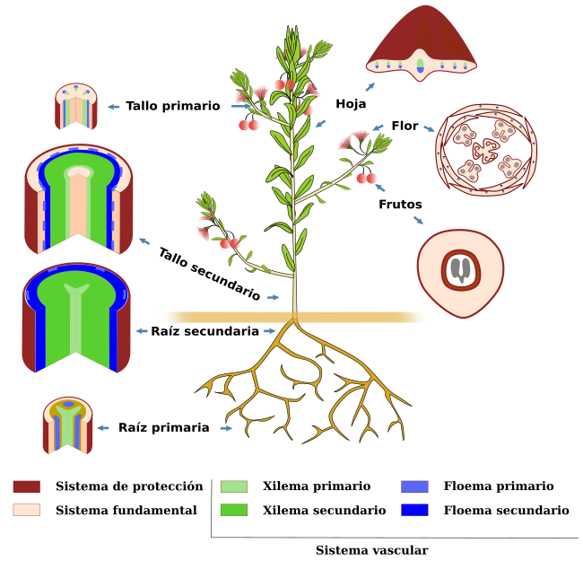 Organos Vegetales Introduccion Atlas De Histologia Vegetal Y Animal