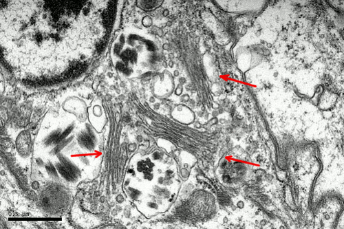 La Celula 5 Aparato De Golgi Atlas De Histologia Vegetal Y Animal