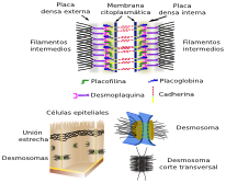 Desmosoma