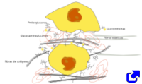 Matriz extracelular