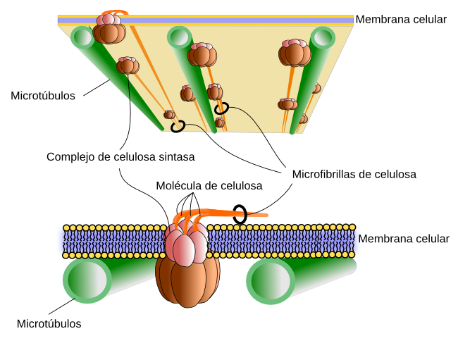 estructura de la lignina en la planta