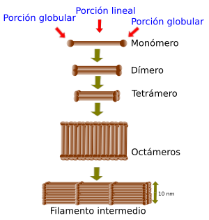  Intermedios