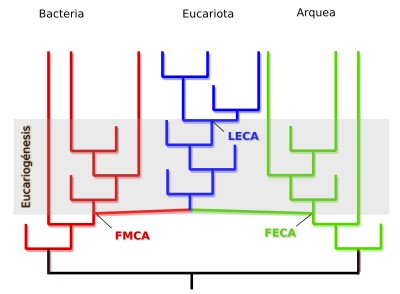 Origen de los eucariotas