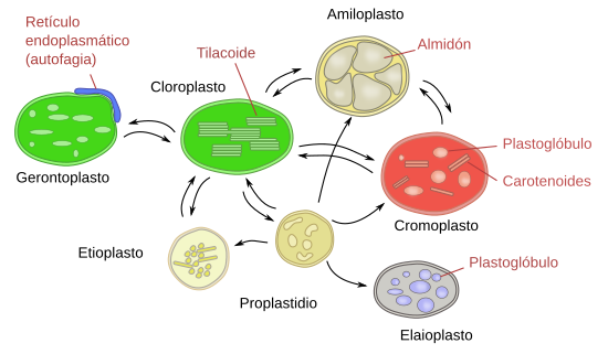  Plastos