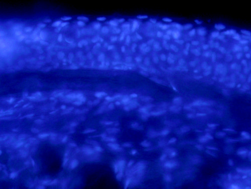 DAPI, fluorescia